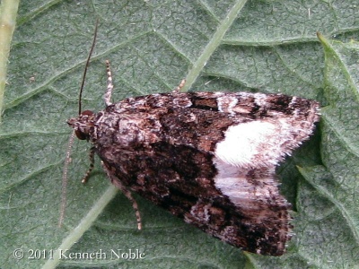 marbled white spot (Protodeltote pygarga) Kenneth Noble